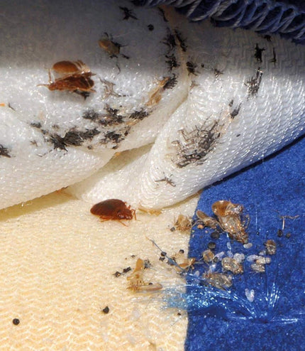 Polti Cimex naprava za odstranjevanje stenic, insektov in ščurkov,  2250 W